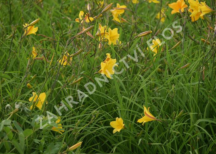 Denivka 'Corky' - Hemerocallis 'Corky'