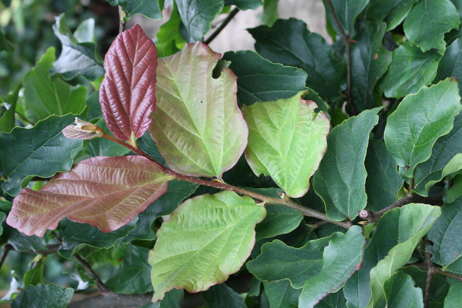 Parotie perská 'Vanessa' - Parrotia persica 'Vanessa' - předpěstovaný živý plot