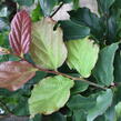 Parotie perská 'Vanessa' - Parrotia persica 'Vanessa' - předpěstovaný živý plot