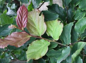 Parotie perská 'Vanessa' - Parrotia persica 'Vanessa' - předpěstovaný živý plot