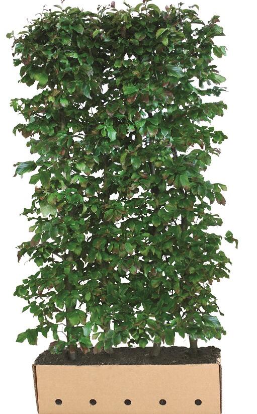 Parotie perská 'Vanessa' - Parrotia persica 'Vanessa' - předpěstovaný živý plot