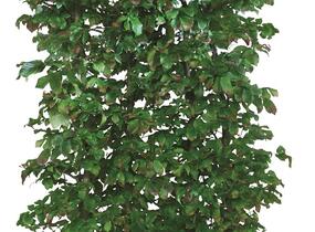 Parotie perská 'Vanessa' - Parrotia persica 'Vanessa' - předpěstovaný živý plot