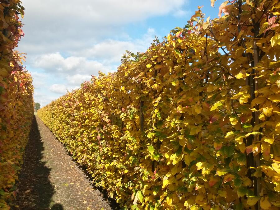 Parotie perská 'Vanessa' - Parrotia persica 'Vanessa' - předpěstovaný živý plot