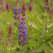 Šalvěj hajní 'Blue Bouquetta' - Salvia nemorosa 'Blue Bouquetta'
