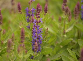 Šalvěj hajní 'Blue Bouquetta' - Salvia nemorosa 'Blue Bouquetta'