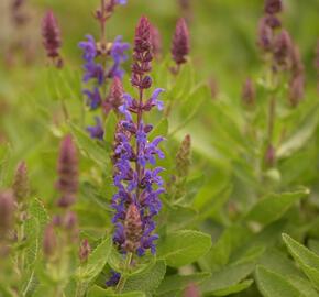 Šalvěj hajní 'Blue Bouquetta' - Salvia nemorosa 'Blue Bouquetta'