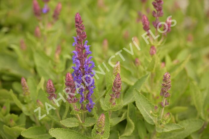 Šalvěj hajní 'Blue Bouquetta' - Salvia nemorosa 'Blue Bouquetta'