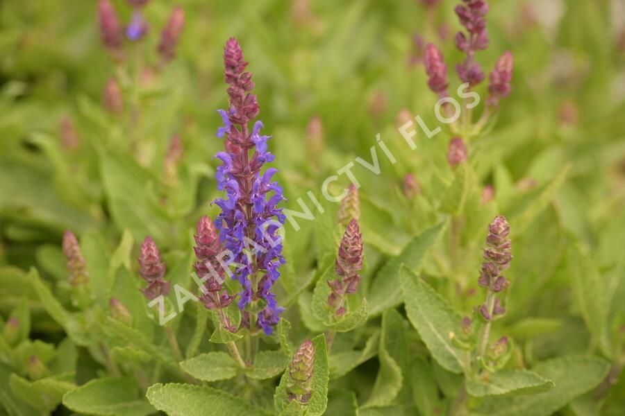 Šalvěj hajní 'Blue Bouquetta' - Salvia nemorosa 'Blue Bouquetta'