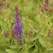 Šalvěj hajní 'Blue Bouquetta' - Salvia nemorosa 'Blue Bouquetta'