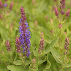 Šalvěj hajní 'Blue Bouquetta' - Salvia nemorosa 'Blue Bouquetta'