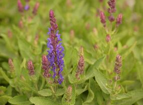 Šalvěj hajní 'Blue Bouquetta' - Salvia nemorosa 'Blue Bouquetta'