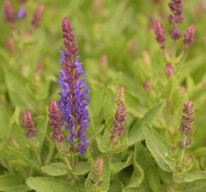 Šalvěj hajní 'Blue Bouquetta' - Salvia nemorosa 'Blue Bouquetta'