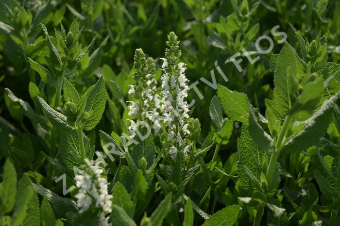 Šalvěj hajní 'Sensation White' - Salvia nemorosa 'Sensation White'