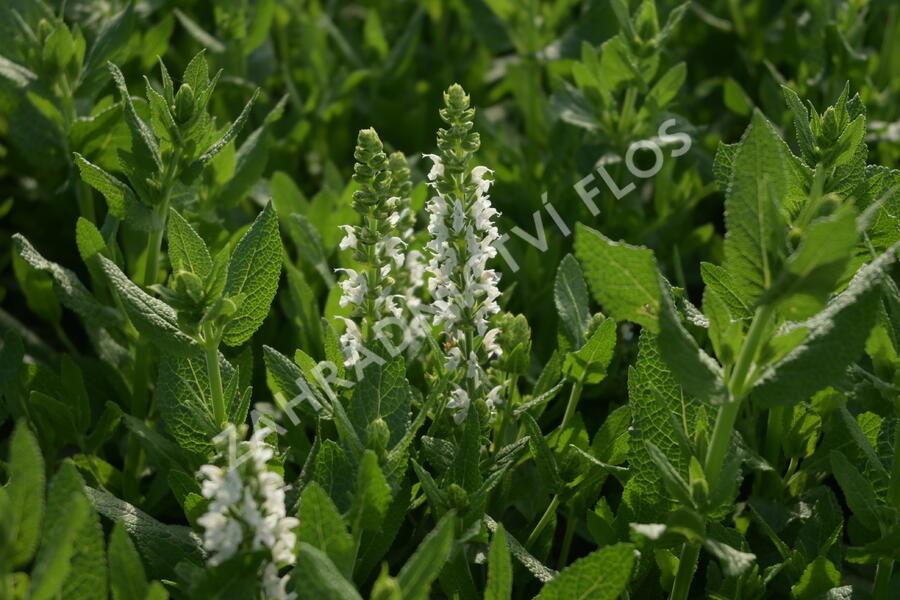 Šalvěj hajní 'Sensation White' - Salvia nemorosa 'Sensation White'