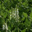 Šalvěj hajní 'Sensation White' - Salvia nemorosa 'Sensation White'