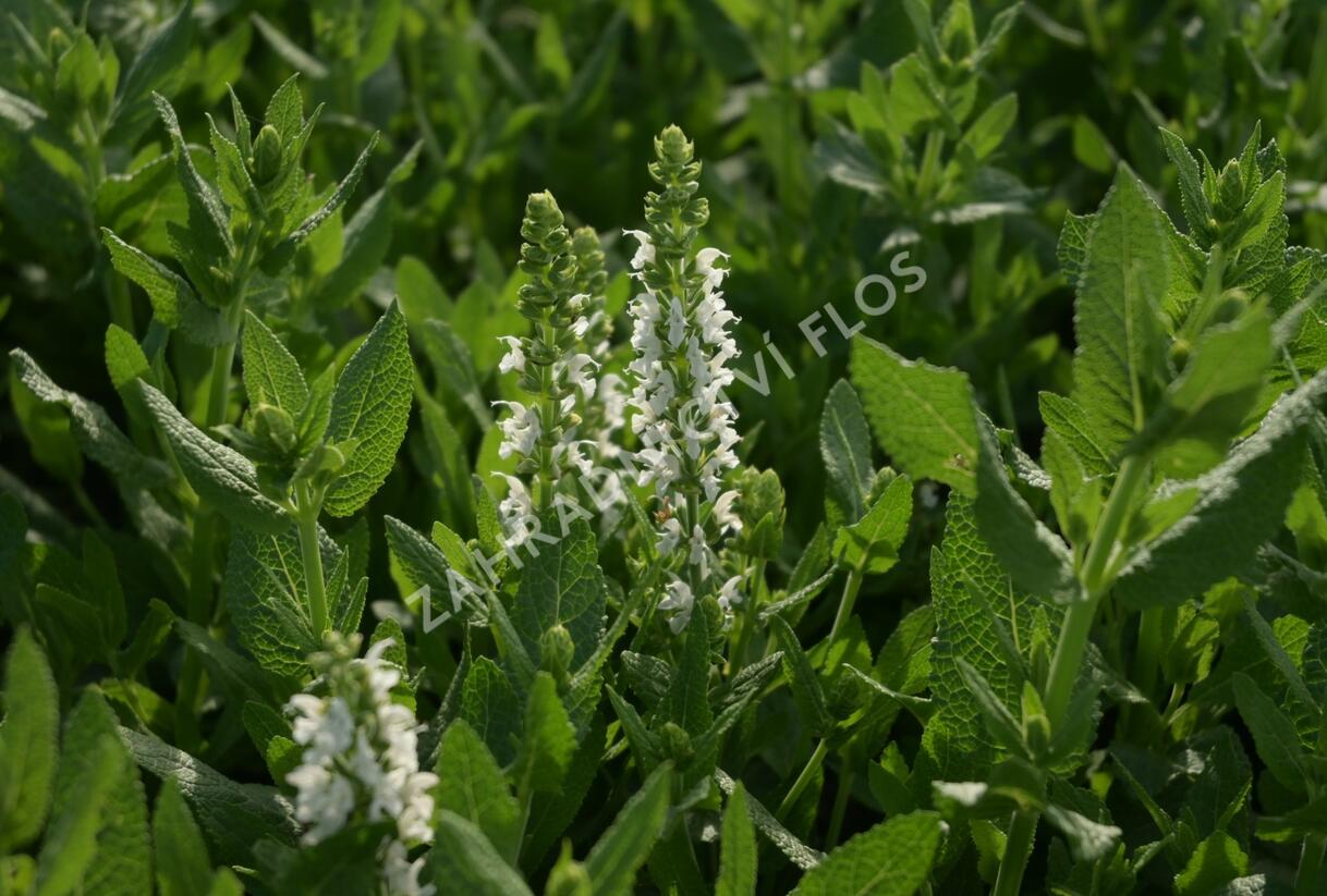 Šalvěj hajní 'Sensation White' - Salvia nemorosa 'Sensation White'