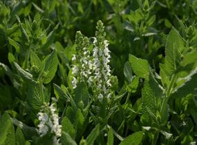 Šalvěj hajní 'Sensation White' - Salvia nemorosa 'Sensation White'