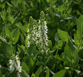 Šalvěj hajní 'Sensation White' - Salvia nemorosa 'Sensation White'