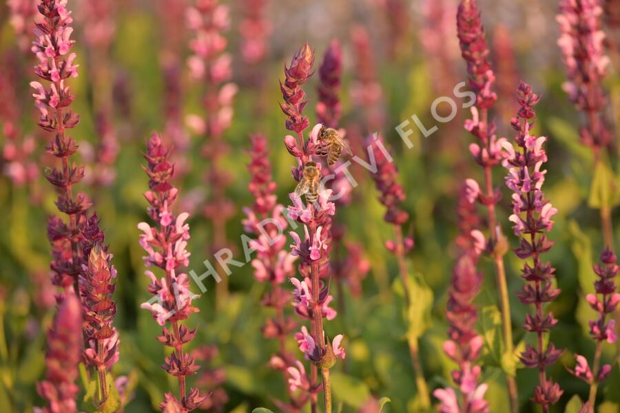 Šalvěj hajní 'Caradonna Pink' - Salvia nemorosa 'Caradonna Pink'