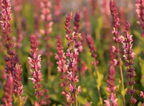 Šalvěj hajní 'Caradonna Pink' - Salvia nemorosa 'Caradonna Pink'