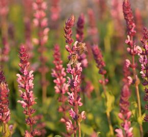 Šalvěj hajní 'Caradonna Pink' - Salvia nemorosa 'Caradonna Pink'