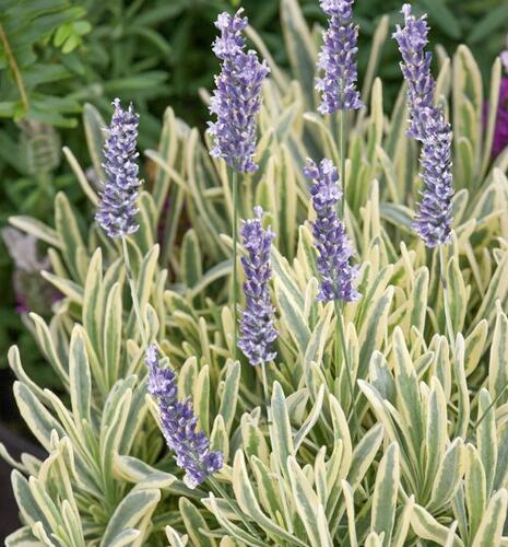 Levandule úzkolistá 'Platinum Blonde' - Lavandula angustifolia 'Platinum Blonde'