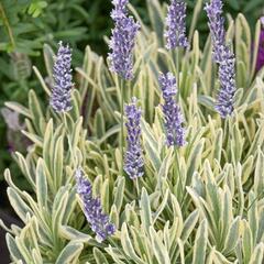 Levandule úzkolistá 'Platinum Blonde' - Lavandula angustifolia 'Platinum Blonde'