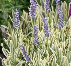 Levandule úzkolistá 'Platinum Blonde' - Lavandula angustifolia 'Platinum Blonde'