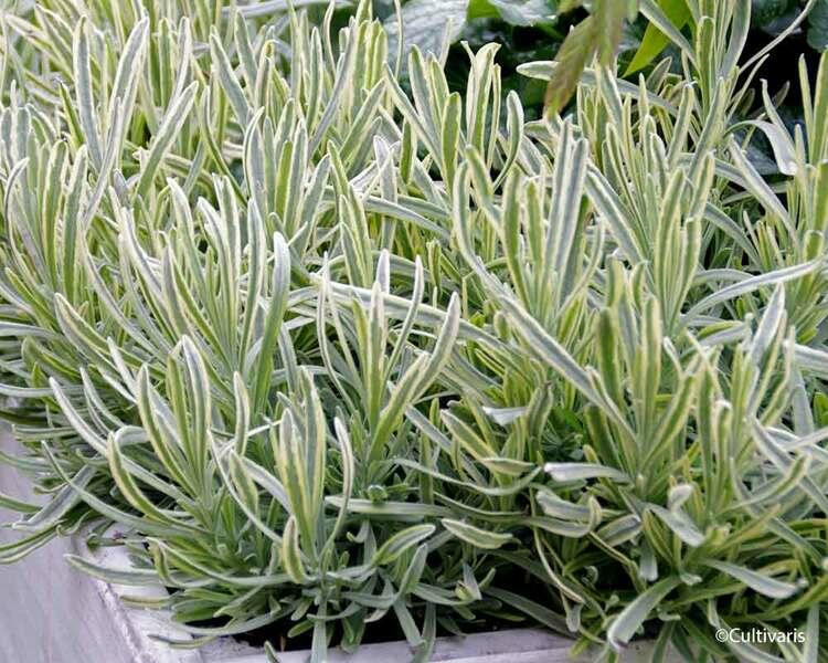 Levandule úzkolistá 'Platinum Blonde' - Lavandula angustifolia 'Platinum Blonde'