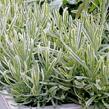Levandule úzkolistá 'Platinum Blonde' - Lavandula angustifolia 'Platinum Blonde'