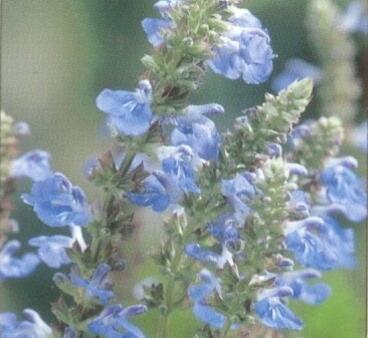 Šalvěj bažinná - Salvia uliginosa