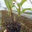 Hortenzie velkolistá Dolce 'Fragola' - Hydrangea macrophylla Dolce 'Fragola'