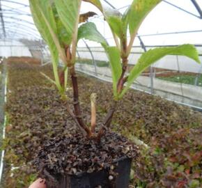 Hortenzie velkolistá Dolce 'Fragola' - Hydrangea macrophylla Dolce 'Fragola'