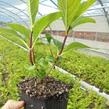 Hortenzie velkolistá So Long 'Ebony' - Hydrangea macrophylla So Long 'Ebony'