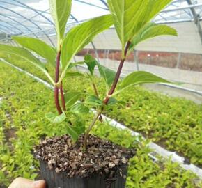 Hortenzie velkolistá So Long 'Ebony' - Hydrangea macrophylla So Long 'Ebony'