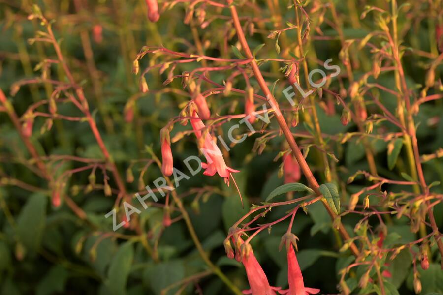 Kapská fuchsie 'African Queen' - Phygelius x rectus 'African Queen'