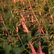 Kapská fuchsie 'African Queen' - Phygelius x rectus 'African Queen'