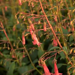 Kapská fuchsie 'African Queen' - Phygelius x rectus 'African Queen'