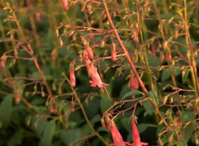 Kapská fuchsie 'African Queen' - Phygelius x rectus 'African Queen'