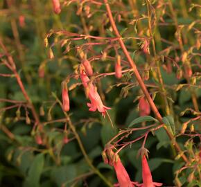 Kapská fuchsie 'African Queen' - Phygelius x rectus 'African Queen'