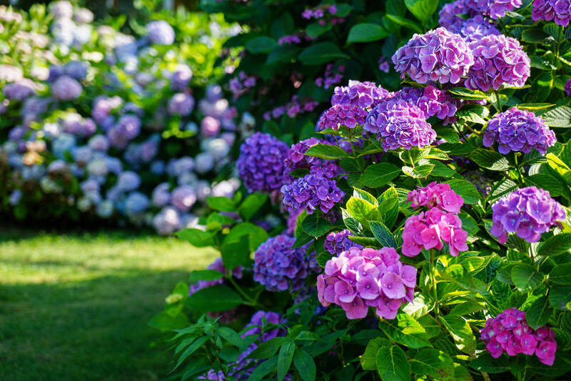Hortenzie - Hydrangea