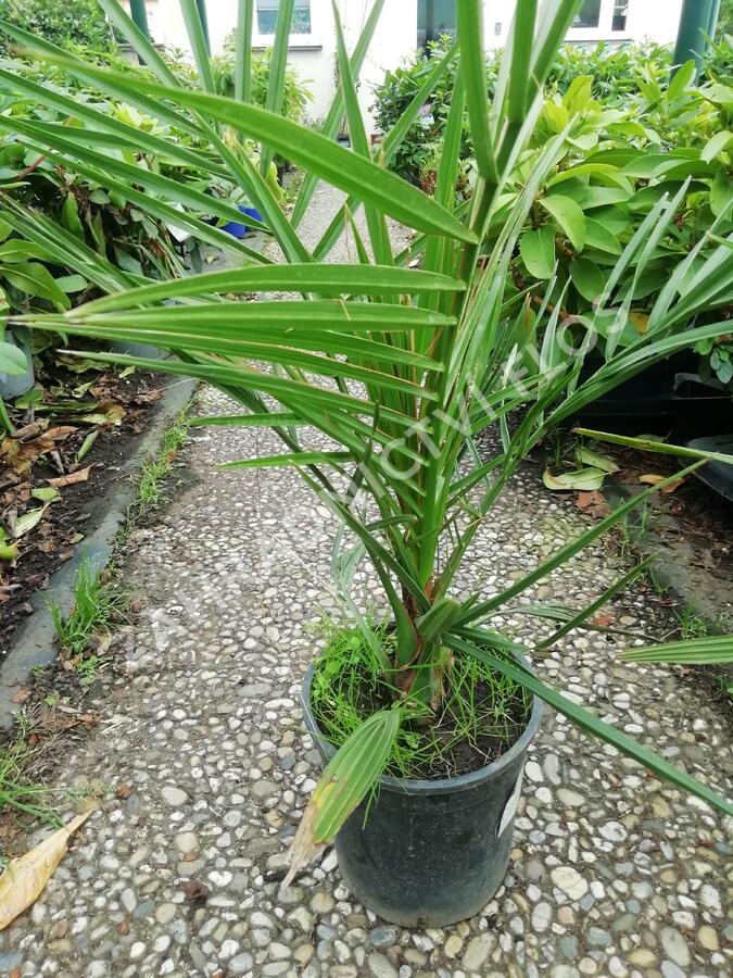 Datlovník kanárský - Phoenix canariensis