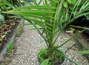 Datlovník kanárský - Phoenix canariensis