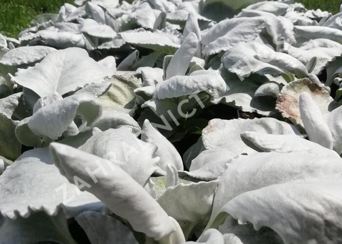 Starček 'Angel Wings'® - Senecio candidans 'Angel Wings'®