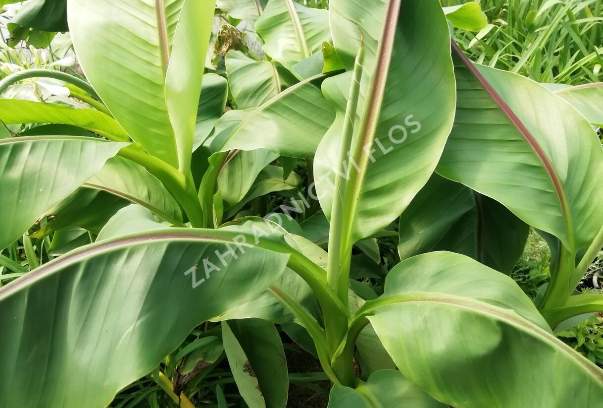Banánovník lotosový - Musella 'Lasiocarpa'