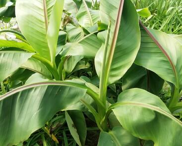 Banánovník lotosový