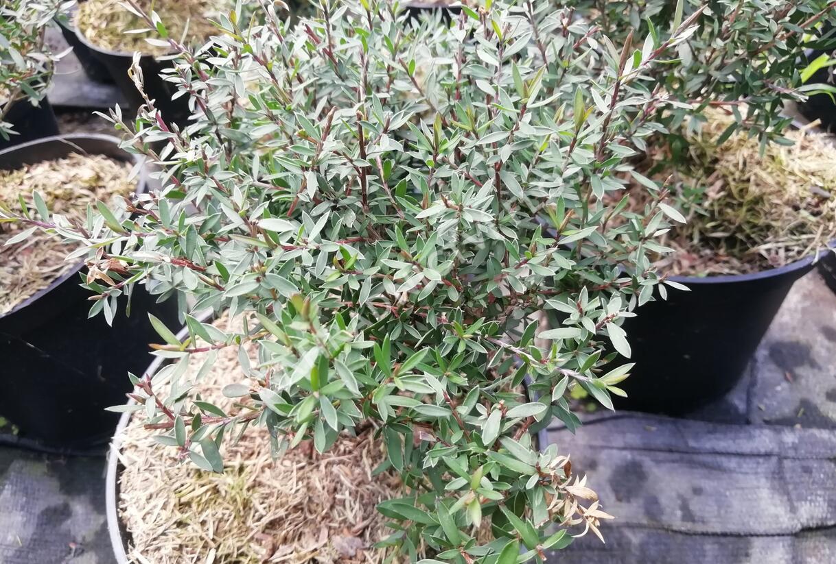 Balmín metlatý (Manuka) 'Winter Cheer' - Leptospermum scoparium 'Winter Cheer'