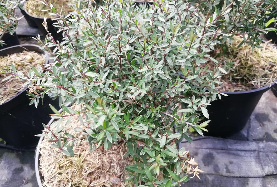 Balmín metlatý (Manuka) 'Winter Cheer' - Leptospermum scoparium 'Winter Cheer'