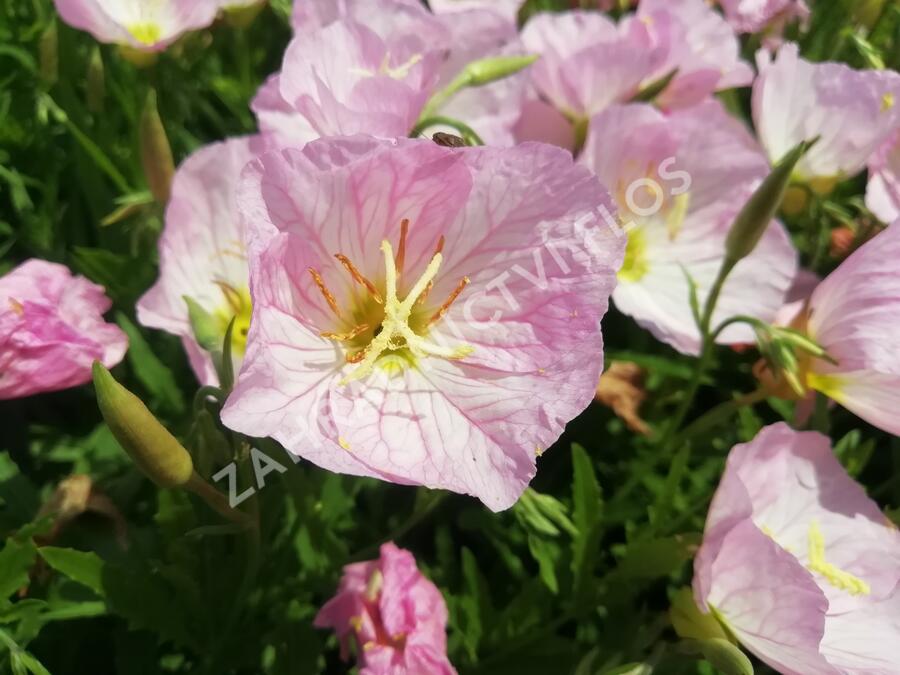 Pupalka 'Siskiyou Pink' - Oenothera speciosa 'Siskiyou Pink'