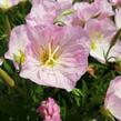 Pupalka 'Siskiyou Pink' - Oenothera speciosa 'Siskiyou Pink'